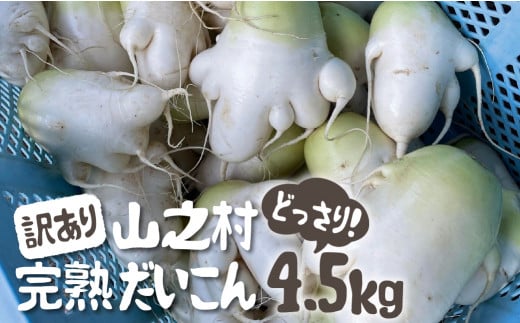 《先行予約》訳あり 飛騨 山之村 清水さんちの「寒熟だいこん」大根 4.5kg 野菜 やさい だいこん わけあり 不揃い ［Q1816］10000円  1万円 - 岐阜県飛騨市｜ふるさとチョイス - ふるさと納税サイト