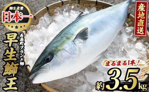 テレビで紹介されました！長島町特産「鰤王」早生鰤王ラウンド(約3.5kg・まるごと1本)【JFA】jfa-1227 -  鹿児島県長島町｜ふるさとチョイス - ふるさと納税サイト