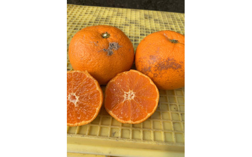 ya̎RLc쒬zz~{ O݂iɂイj 10kg  ƒp TCY mnnm}V_n