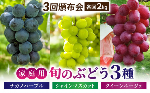 先行受付2025年発送】家庭用旬の3種のぶどう3回頒布会（シャイン
