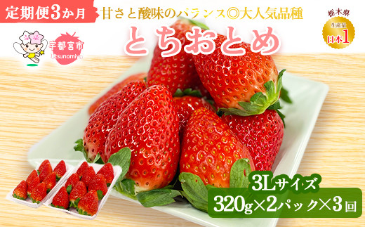 ＜いちご3か月定期便＞栃木県産とちおとめ320g×2パック 3Lサイズ 3回｜栃木県 宇都宮市 いちご 苺 とちおとめ イチゴ フルーツ 果物 新鮮  平積み 甘い 糖度 旬 産地直送 2025年1月 2月 3月 ※2025年1月中旬より順次発送予定 ※離島への配送不可