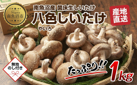 無地のし】 南魚沼産 八色 しいたけ 1kg シイタケ 椎茸 生しいたけ