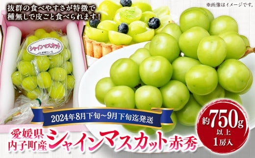 内子町産 シャインマスカット 赤秀 1房入 約750g以上【2024年8月下旬～9月下旬迄発送】【えひめの町（超）推し！（内子町）】（447） -  愛媛県｜ふるさとチョイス - ふるさと納税サイト