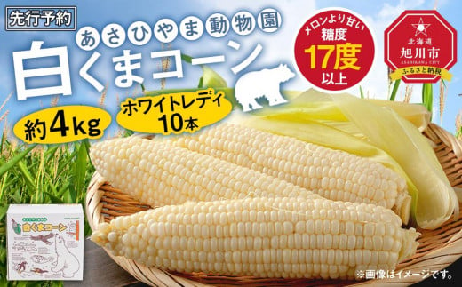 先行予約】あさひやま動物園しろくまコーン約4kg(ホワイトレディ10本)2025年8月下旬～発送開始予定 【 とうもろこし 人気 北海道 糖度 野菜  白いとうもろこし 白いスイートコーン 産地直送 ホワイトレディ コーン 玉蜀黍 旬 お取り寄せ 旭川市 北海道 送料無料 】_00308 ...