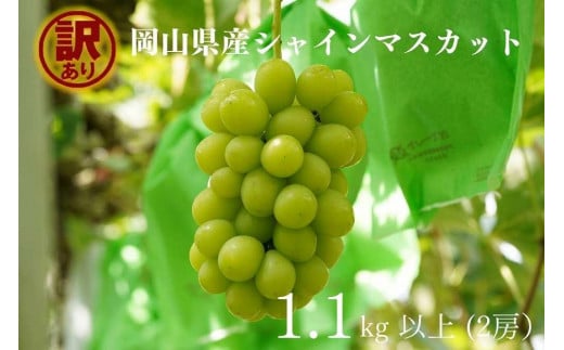 yRRszy󂠂zVC}XJbg 2[ v1.1kgȏ Yn ̂ Ԃǂ  Kawahara Green Farm RY 2026N