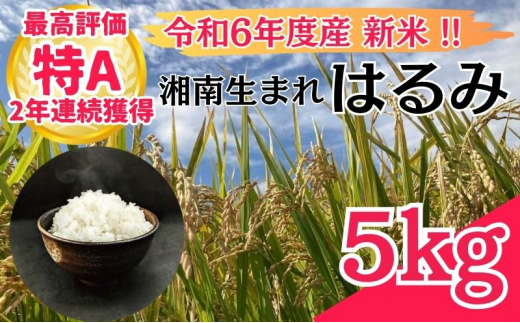 米 2年連続特Aランク 米 湘南生まれ 【 はるみ 】 5kg 令和6年度産新米 10月以降順次発送 お米 白米 新米 精米 はるみ ブランド米 特A  神奈川 藤沢 - 神奈川県藤沢市｜ふるさとチョイス - ふるさと納税サイト