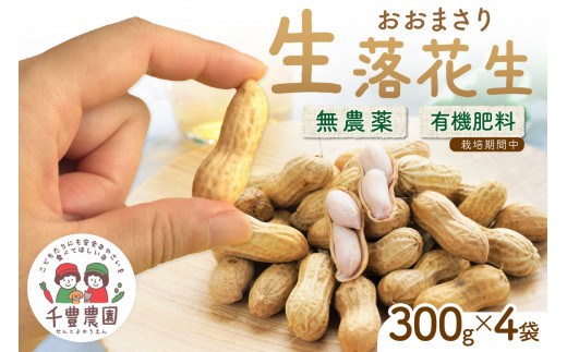 先行予約/数量限定100】農家直送 生落花生(おおまさり) 300g×4袋 レシピ付き 野菜 新鮮 直送 おつまみ おやつ ピーナッツ 栽培期間中 農薬不使用  有機肥料 生 落花生 希少 大きい 塩ゆで 殻付き バタピー 無塩 ピーナツ 送料無料 SJ00006 - 京都府京丹後市｜ふるさと ...