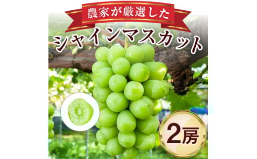 y쌧sz_ƂIVC}XJbg2[lߍ킹_ 1.3kg ȏ t[c ʕ { Mtg v[g 蕨  zsnFy1236691z