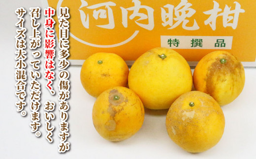 訳あり 河内晩柑 10kg まる玉農園 かわちばんかん 晩柑 ばんかん