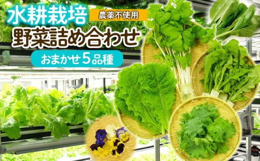 ミライファーム】水耕栽培 野菜詰合せ おまかせ5品種【思いやり型返