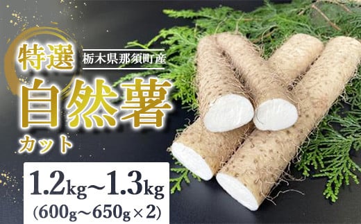 那須町産 自然薯（カット）1.2kg～1.3kg｜カット お土産 贈り物 ご自宅用 とろろ とろろご飯 山芋 健康 国産 産地直送 那須 栃木県  那須町〔P-152〕 - 栃木県那須町｜ふるさとチョイス - ふるさと納税サイト