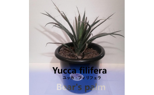 ユッカフィリフェラ Yucca filifera_栃木県大田原市生産品_Bear's palm - 栃木県大田原市｜ふるさとチョイス -  ふるさと納税サイト