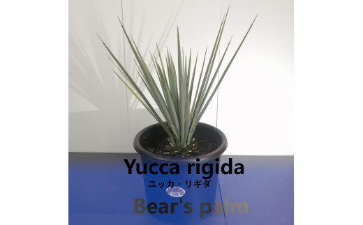 ユッカ リギダ Yucca rigida_栃木県大田原市生産品_Bear's palm - 栃木県大田原市｜ふるさとチョイス - ふるさと納税サイト