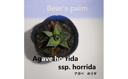 アガベ ホリダ Agave horrida ssp. horrida_栃木県大田原市生産品_Bear's palm -  栃木県大田原市｜ふるさとチョイス - ふるさと納税サイト