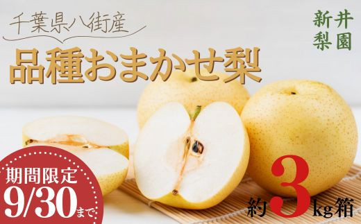 ふるさと納税 梨 千葉県 八千代市 2025年発送先行受付 周郷梨園 ふるさと納税 梨 千葉県 八千代市 2025年発送先行受付 周郷梨園