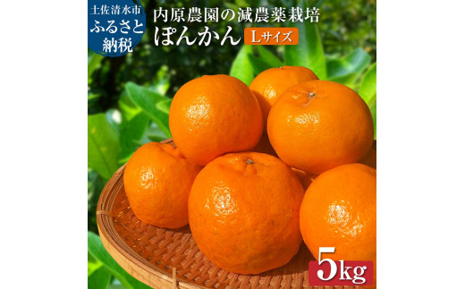 令和9年1月以降】内原農園の減農薬栽培 ぽんかん(Lサイズ)5キロ 令和9年1月以降】内原農園の減農薬栽培 ぽんかん(Lサイズ)5キロ