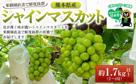 熊本県産 シャインマスカット 約1.7kg以上（2～4房） 果物 くだもの フルーツ ぶどう おやつ 果実 熊本県産 国産 【2024年8月下旬発送開始】  - 熊本県｜ふるさとチョイス - ふるさと納税サイト