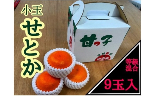 甘っ子 小玉 ハウス せとか 9玉入 手さげ箱 南泰園 - 和歌山県有田川町