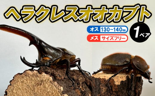 ヘラクレスオオカブト オス(130～140mm)・メス(サイズフリー) 1ペア FY24-174 - 山形県山形市｜ふるさとチョイス -  ふるさと納税サイト