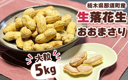 大粒生落花生「おおまさり」5kg ｜ 落花生 大粒 ピーナッツ おつまみ