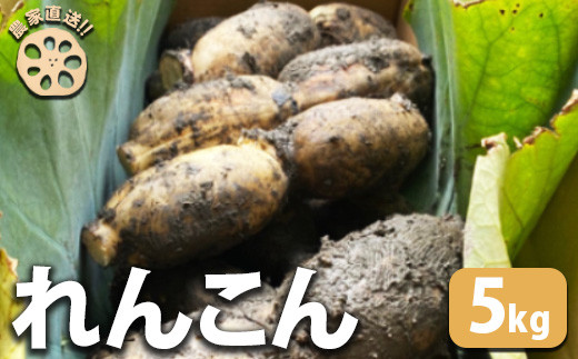 農家直送！】れんこん 5kg ｜ レンコン 蓮根 産地直送 シャキシャキ