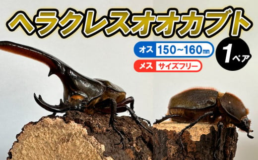 ヘラクレスオオカブト オス(150～160mm)・メス(サイズフリー) 1ペア FY24-176 - 山形県山形市｜ふるさとチョイス -  ふるさと納税サイト