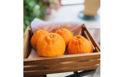 ya̎RxczLc炿̔Zsm(ƒp) 10kgms\nmMS43n