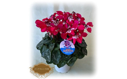 2026年 先行予約】シクラメン ジックスワインレッド 4号鉢 | 花 お花