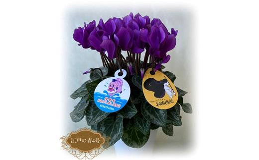 2026年 先行予約】シクラメン 江戸の青 4号 | 花 お花 ガーデン