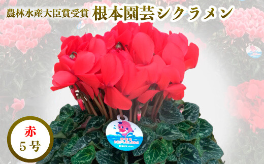 2026年 先行予約】シクラメン レッド 5号鉢 | 花 お花 ガーデン