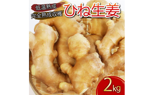 ひね生姜 2kg 榎本さん 完全熟成収穫 低温熟成 減農薬 ダイエット 料理 国産 愛媛県 愛南町 発送期間:1月4日～なくなり次第終了 -  愛媛県愛南町｜ふるさとチョイス - ふるさと納税サイト