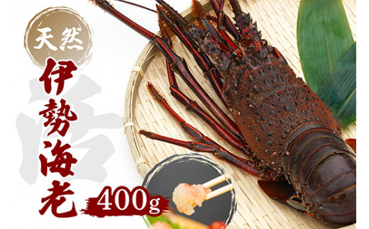 金工品　伊勢海老 産地直送！＜生＞ 伊勢海老 ( レシピ付き ) 400g - 高知県中土佐町