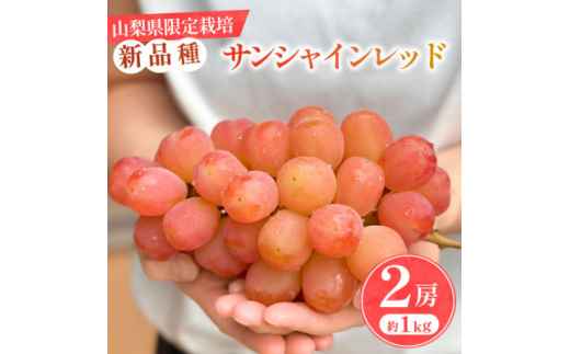 【山梨県山梨市】2026年発送<数量限定>山梨県産 希少品種「サンシャインレッド」2房約1kg  化粧箱入【1515302】