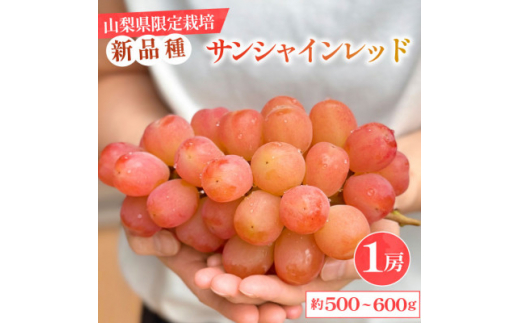 yRRsz2026Nʌ聄RY 󏭕iuTVCbhv1[ 500`600g ϔy1515303z