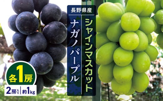 シャインマスカット＆ナガノパープル 長野県産 各1房 2房入り 約1kg ぶどう | 果物 フルーツ ぶどう 葡萄 ブドウ 白ぶどう マスカット  シャインマスカット 黒ぶどう ナガノパープル 長野パープル 種無し 種なし 皮ごと 詰め合わせ 信州 特産品 千曲市 長野県 食べ比べ ...