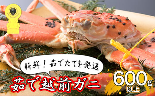 若狭の海の「青さ」を未来の子供たちに！ 地元漁師と海産資源の活用と保全プロジェクト｜ふるさと納税のガバメントクラウドファンディングは「ふるさとチョイス」