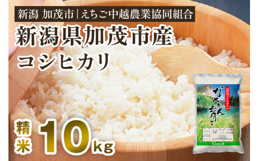 令和5年産米】新潟産コシヒカリ なんかん育ち「こしひかり米」精米10kg 白米 七谷産 特別栽培米 えちご中越農業協同組合 - 新潟県加茂市｜ふるさとチョイス  - ふるさと納税サイト