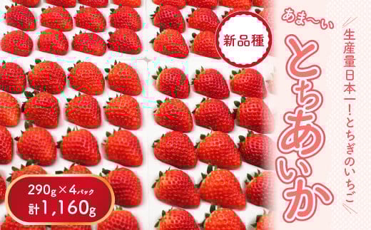限定セール -SALE 先行予約】【数量限定】とちあいか イチゴ 290g×4パック｜いちご ボディ・フェイスケア