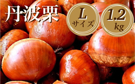 先行予約】期間・数量限定 丹波栗 Lサイズ 1.2kg ＜丹波四季菜料理 宮本屋＞≪くり 栗 丹波産≫  ※2024年9月下旬～10月下旬頃に順次発送予定 - 京都府亀岡市｜ふるさとチョイス - ふるさと納税サイト