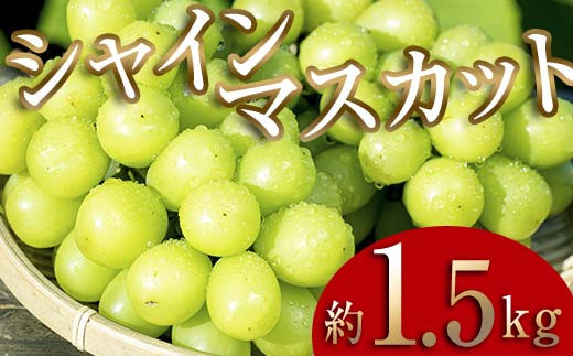 JAKS レモ 専 600g マスカット風味