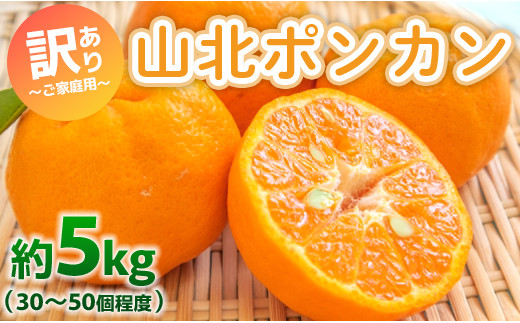 ぽんかん 訳あり 5kg(約30～50個程度) わけあり 山北ポンカン - 果物