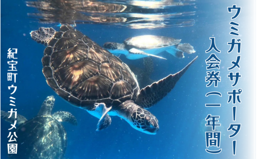 紀宝町ウミガメ公園 ウミガメサポーター（1年間） / ウミガメ