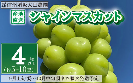 No.5657-2627]産地直送 シャインマスカット4kg以上 (約5～10房) 《株式会社  信州須坂太田農園》□2024年発送□※9月上旬頃～10月中旬頃まで順次発送予定 - 長野県須坂市｜ふるさとチョイス - ふるさと納税サイト