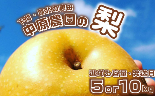 先行予約】 梨 5kg 10kg 選べる セット 8玉 ～ 16玉 20玉 ～ 32玉 訳あり 幸水 豊水 新興 フルーツ 果物 なし 和梨 期間限定  中原農園 下関 山口 【 数量限定 】 - 山口県下関市｜ふるさとチョイス - ふるさと納税サイト