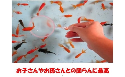 1245 オリジナル金魚すくいセット - 熊本県長洲町｜ふるさとチョイス - ふるさと納税サイト