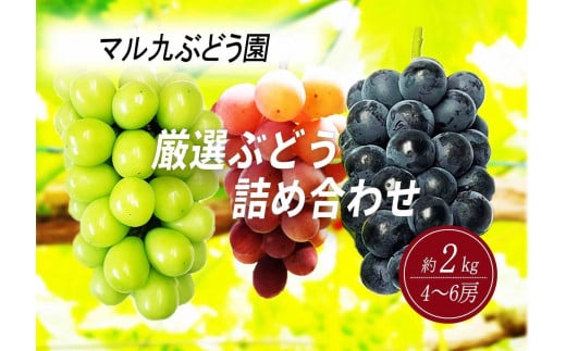 【先行予約】【数量限定】 厳選ぶどう 詰め合わせセット 約2kg（4～6房） 〔2025年8月中旬より順次発送〕