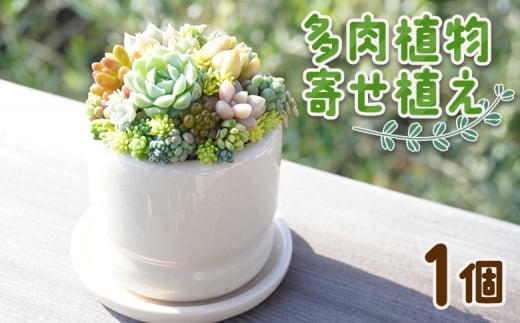 多肉植物 多肉 寄せ植え 1個 - 鉢植え インテリア ガーデニング おしゃれ グリーン プレゼント 観葉植物 多肉 植物 寄せ植え かわいい  お楽しみ 自然 PUKUTTO 高知県 香南市 pk-0001 - 高知県香南市｜ふるさとチョイス - ふるさと納税サイト