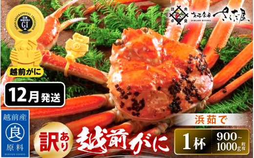 【福井県越前町】【訳あり】≪浜茹で≫ 越前がに 約900g〜1.0kg × 1杯(茹で前重量)食べ方しおり付き【12月発送】【雄 ズワイガニ ずわいがに かに カニ 蟹 姿 ボイル 福井県】希望日指定可