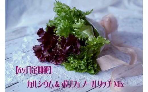 【福島県喜多方市】【定期便】カルシウム&ポリフェノールリッチレタスMix(毎月6ヶ月お届け) 【07208-0094】