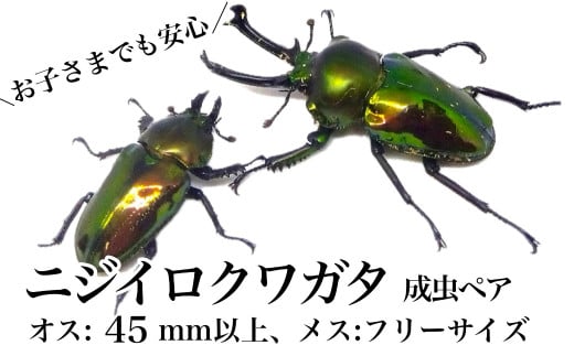 A76002 ニジイロクワガタ 成虫ペア オス(45mm以上) メス(フリーサイズ)鹿児島 クワガタ 虹色 雄 オス 昆虫 虫 むし 成虫 生体 飼育  生き物 生物【ビートル倶楽部】 - 鹿児島県肝付町｜ふるさとチョイス - ふるさと納税サイト